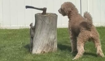 絶対に見つかりたくないリスVSぜってい見つけたい犬の攻防がかわいすぎる!