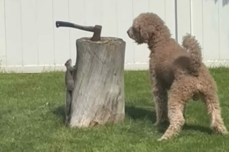 絶対に見つかりたくないリスVSぜってい見つけたい犬の攻防がかわいすぎる！