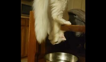 ネコがとんでもない体勢で水を飲んでいる!あのアクションスパイ映画を彷彿させる姿にビックリ!!【アメリカ・動画】