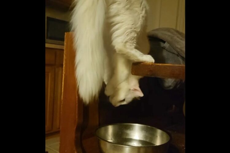 ネコがとんでもない体勢で水を飲んでいる！あのアクションスパイ映画を彷彿させる姿にビックリ！！【アメリカ・動画】