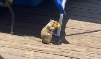 ビーチでバカンス中?屋台の隅で豪快にオレンジを頬張っているのは・・リス!?【海外・動画】