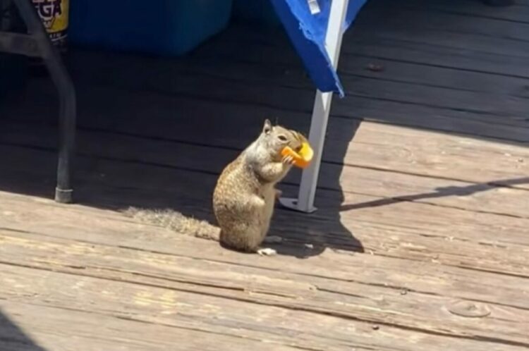 ビーチでバカンス中？屋台の隅で豪快にオレンジを頬張っているのは・・リス！？【海外・動画】