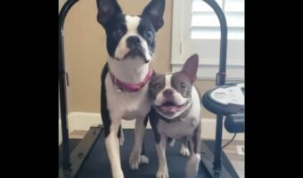 ルームランナーで仲良くジョギング！肩を並べて走るボストンテリアたちがかわいすぎる！【アメリカ・動画】