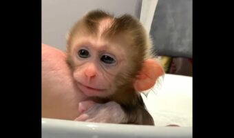 サルの赤ちゃんのバスタイム。 ピュアなリアクションには「とてもスイート」「緊張気味」の声【海外・動画】