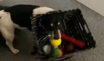 愛犬はオモチャ箱のボールをゲット!なのに遊べない不思議な状況になっちゃった!?【海外・動画】