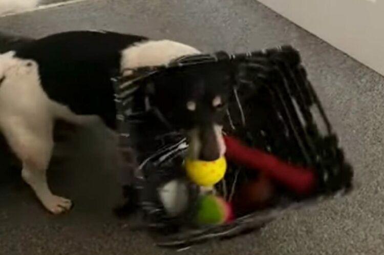 愛犬はオモチャ箱のボールをゲット！なのに遊べない不思議な状況になっちゃった！？【海外・動画】