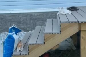 溶け込み方が上手すぎる！子猫たちにまぎれて玄関先でくつろいでいたのは誰？【アメリカ・動画】