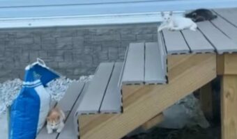 溶け込み方が上手すぎる！子猫たちにまぎれて玄関先でくつろいでいたのは誰？【アメリカ・動画】