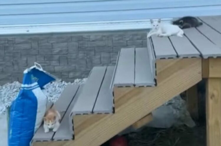 溶け込み方が上手すぎる！子猫たちにまぎれて玄関先でくつろいでいたのは誰？【アメリカ・動画】