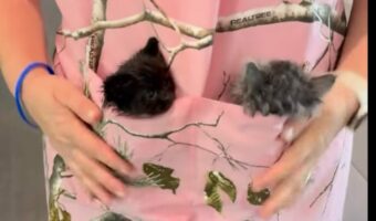 エプロンの中からニャー!ひょっこり顔を覗かせる子猫たちがかわいすぎる!!