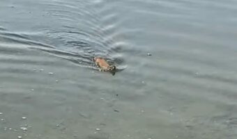 愛犬と川辺で遊んでいたら川の中から迫り来る何か!!ワニかと思ったら予想外のかわいいヤツでした!