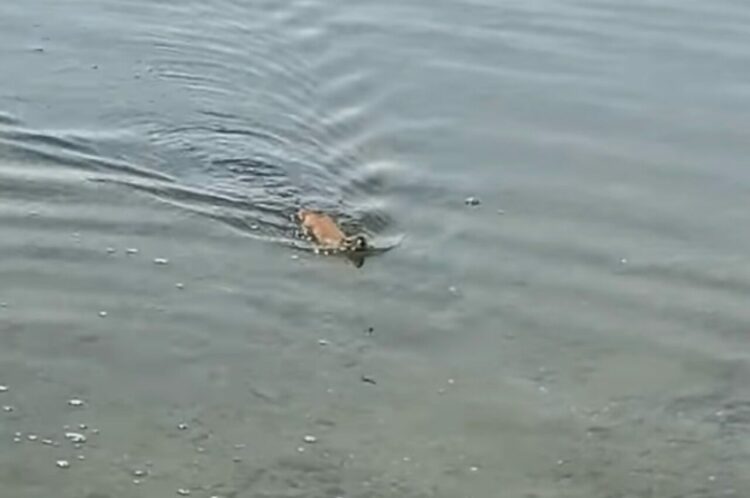 愛犬と川辺で遊んでいたら川の中から迫り来る何か！！ワニかと思ったら予想外のかわいいヤツでした！