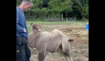 すっかり懐いてる!男性になでなでを要求するラクダの子供がかわいすぎる【海外・動画】