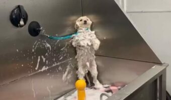 「これ以上はヤメてー!」シャンプーに耐えきれなくなったイヌがバスタブの隅まで退避!