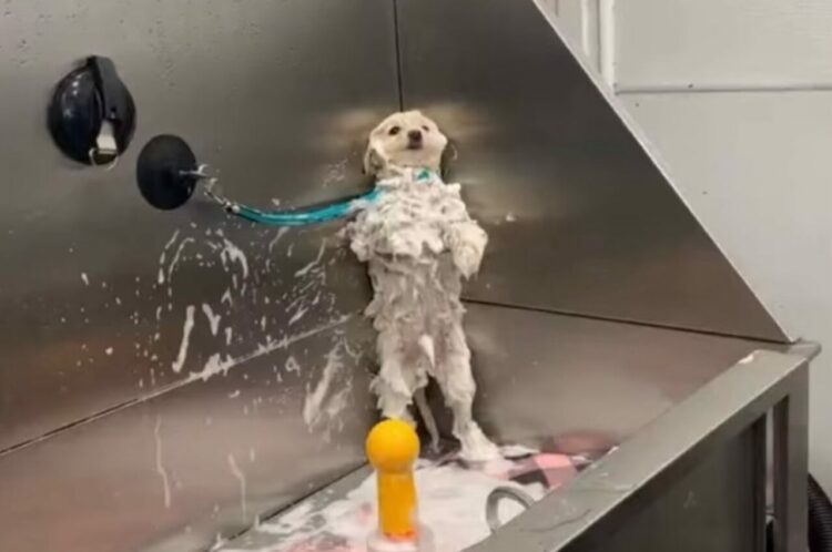 「これ以上はヤメてー！」シャンプーに耐えきれなくなったイヌがバスタブの隅まで退避！