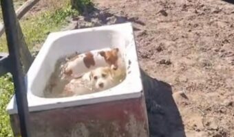子犬たちがザブン！飛び込んだそこはお風呂じゃないよ！？【海外・動画】