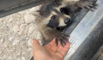 ドライブに行きたいの?アライグマが「よいしょ、よいしょ・・」と車に乗り込んできた!【アメリカ・動画】