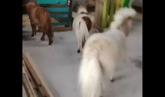 突然雨に放牧中のヒツジとポニーに避難を呼びかける飼い主さん。みんなすぐに厩舎へ帰るいい子です【海外・動画】