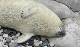 ビーチでうたた寝していたらビックリ!アザラシの赤ちゃんがまさかのハプニングに飛び起きた!!【海外・動画】