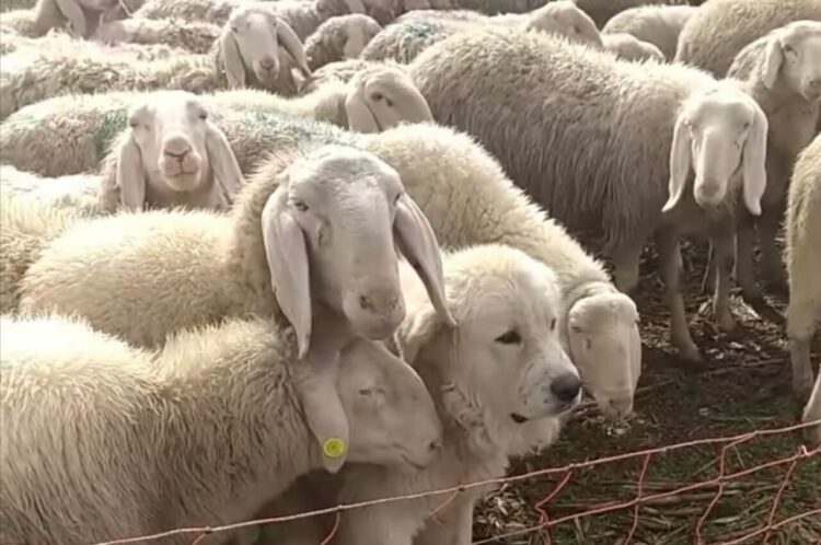 完全に溶け込んでる！ヒツジの群れの中に堂々と紛れ込んでいる子にほっこり【海外・動画】