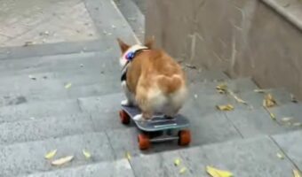 コーギーの特技はスケボー!?長い階段をスイスイ滑り降りていく!!