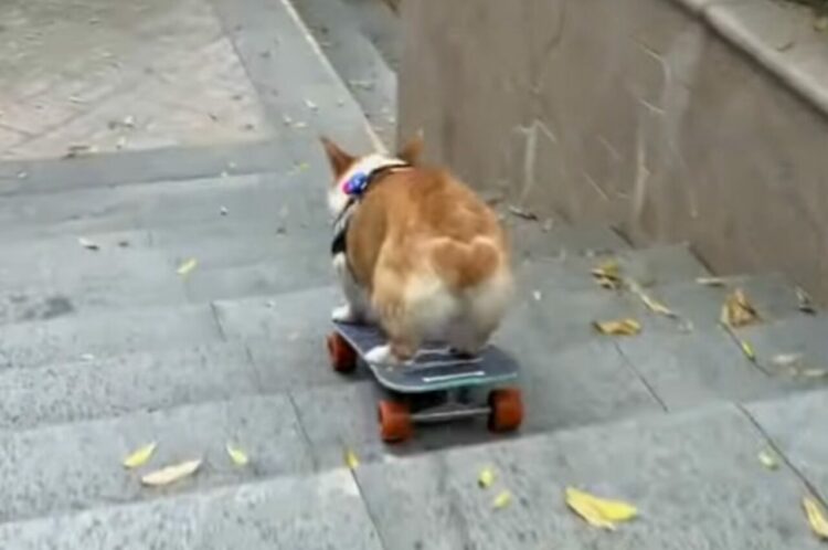 コーギーの特技はスケボー！？長い階段をスイスイ滑り降りていく！！
