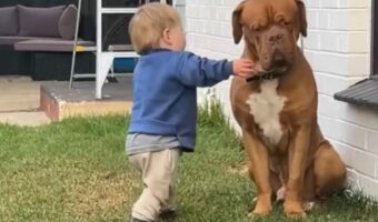 ぎゅ～！男の子から愛情たっぷりのハグに愛犬は嬉しくてウットリ【海外・動画】