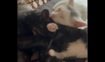 絆を感じるペロペロの輪。仲良しネコたちは顔を寄せ合ってグルーミング中!【アメリカ・動画】