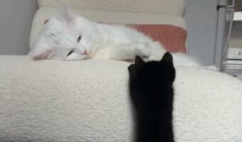 厳しい洗礼を受けた子猫。。椅子の上に移動しようとしたらまさかの展開が!【海外・動画】