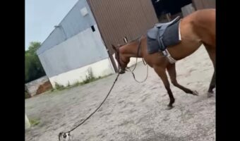 手綱を引く小さなお友達ついていくウマ。仲良くおさんぽする様子が尊い!!【海外・動画】