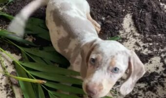 悪い事をしたとは思っていない?イタズラ現場を押さえられたダックスフンドの子犬【海外・。動画】