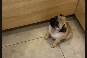 「ねぇってば！」かまってアピールするパグの赤ちゃんがかわいすぎる！！