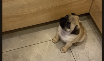 「ねぇってば！」かまってアピールするパグの赤ちゃんがかわいすぎる！！