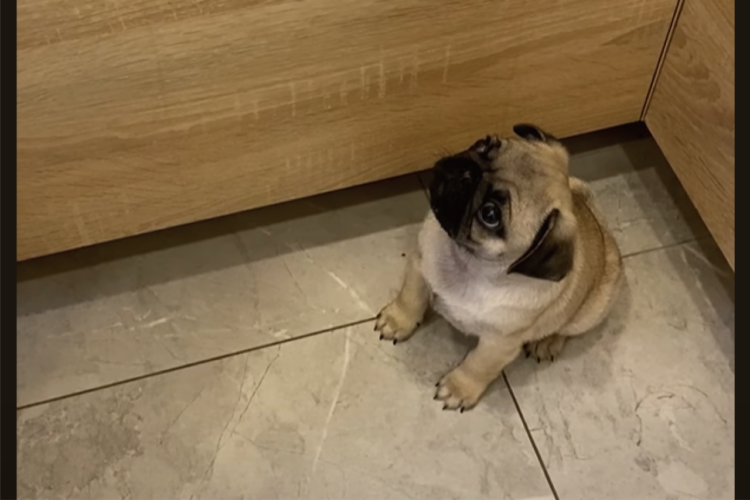 「ねぇってば！」かまってアピールするパグの赤ちゃんがかわいすぎる！！