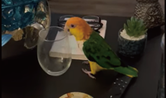 楽しく遊ぶシロハラインコ。マイブームはテーブルからのグラス落とし!?【アメリカ・動画】