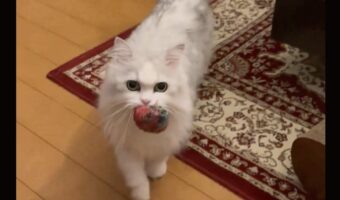 登場から遊びの催促まで100点なネコに反響!「滑りながら登場するところがかわいい」「鳴きに至るまで完璧」