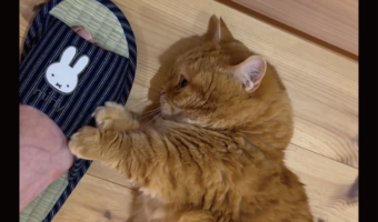 スリッパを欲しがるネコ。そのおねだりがかわいすぎる!「こんなおねだりされたらすぐに献上する」「可愛すぎて可愛すぎてたまらん」