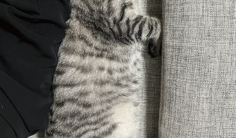買った覚えのないクッション・・その正体に「でも飼ってる覚えはあるんでしょ?」「コレは絶対良いクッション!」