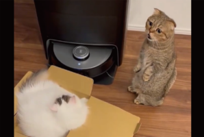 「早く箱に入りたいニャ」しっかり順番待ちしているネコの立ち姿がかわいすぎる！