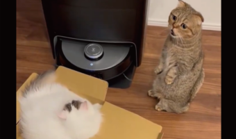 「早く箱に入りたいニャ」しっかり順番待ちしているネコの立ち姿がかわいすぎる！