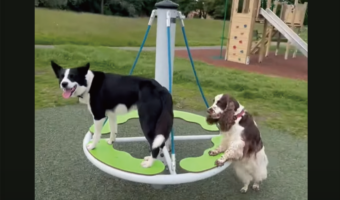 グルグルまわる遊具を見つけたイヌたち。一緒に遊ぶ方法を瞬時に発見！！【海外・動画】