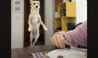 「ちょーだい!ちょーだい!!」食事をしていると愛犬がピョン!何度も飛び跳ね猛アピール!!【海外・動画】