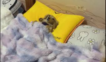 飼い主さんの寝室にカニンヘンダックスフンドが先回り？お布団に入って待つかわいすぎる姿に「こんな行儀良く寝るんですね」「人間の子供やん」