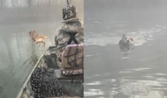 【リスを救助した犬】泳いで戻ってくるその顔をよく見てみると・・・、『ある動物』がくっついていました!!【アメリカ・動画】