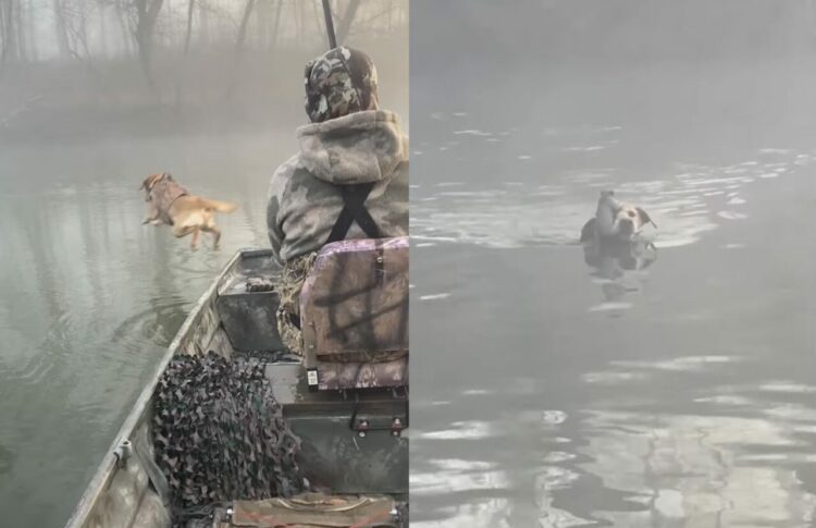 【リスを救助した犬】泳いで戻ってくるその顔をよく見てみると・・・、『ある動物』がくっついていました！！【アメリカ・動画】