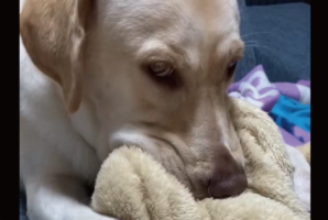 かまってもらえなかったので拗ねたラブラドール。アムアム星人になったその様子に「ちらっと見る目つきがたまらない」