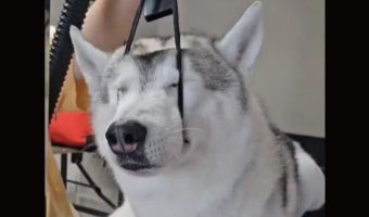 すやすや寝ているハスキー犬。紐に口を通して頭を支えている様子に「気持ちよさそう」「楽なんですかね」
