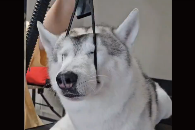 すやすや寝ているハスキー犬。紐に口を通して頭を支えている様子に「気持ちよさそう」「楽なんですかね」