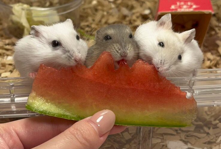 スイカにかぶりつくハムスターたちがかわいすぎる！「スイカと団子のコラボレーション」「今日も暑かったからね！」