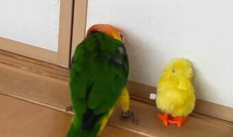 「ちょ・・・動くやん!」ひよこのぬいぐるみにキックしたシロハラインコ のリアクションが話題に